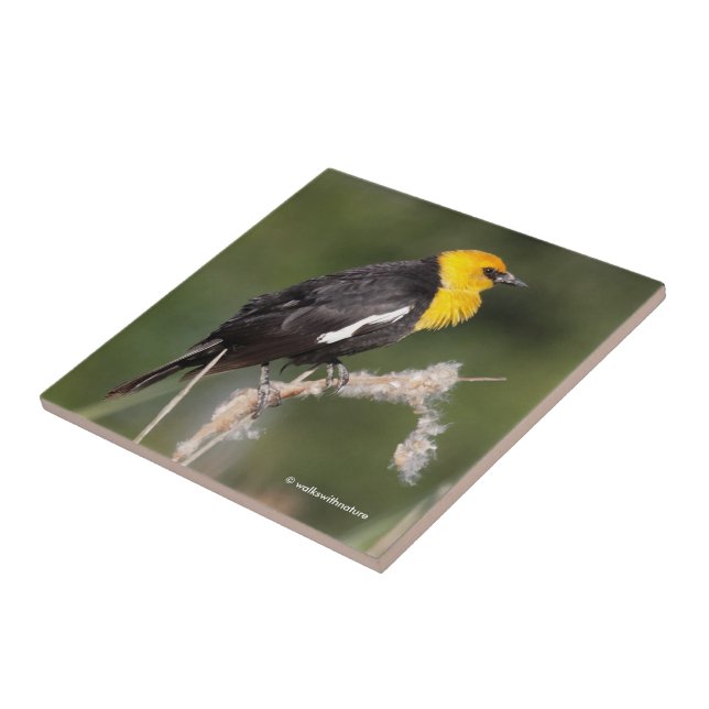 Striking Yellow-Headed Blackbird in the Marsh Ceramic Tile (Side)