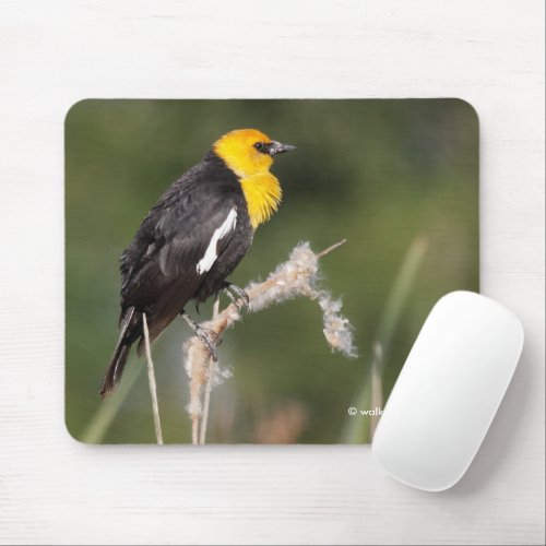 Striking Yellow_Headed Blackbird in the Marsh Mouse Pad