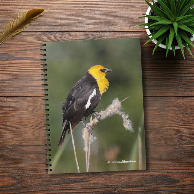 Striking Yellow-Headed Blackbird in the Marsh Notebook (Yellow-Headed Blackbird in the Marsh Journal Cover Photo)