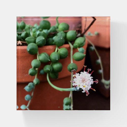 String of Pearls Bloom Succulent Glass Paperweight