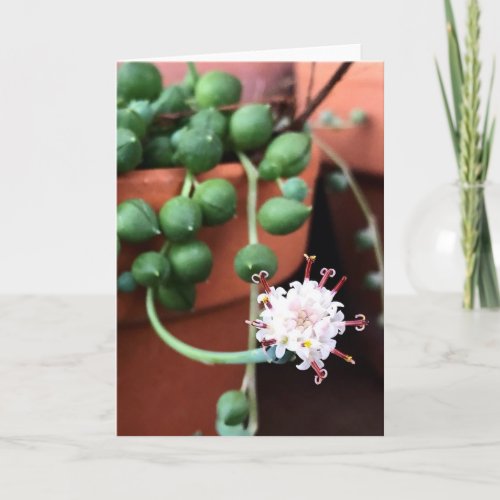 String of Pearls Succulent Greeting Card