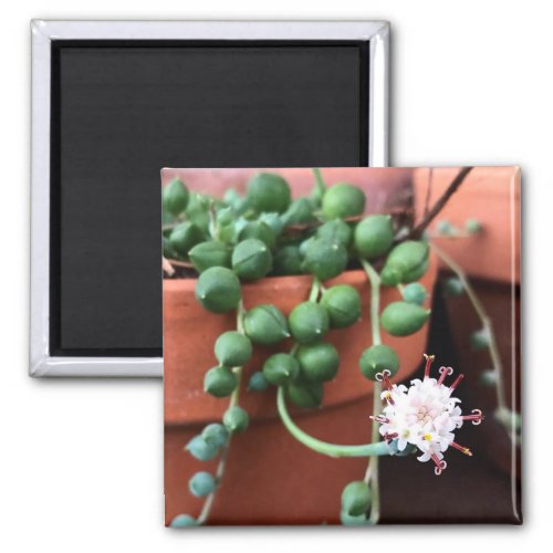 String of Pearls Succulent Magnet