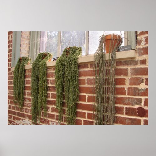 String of Pearls Succulent Wall Art