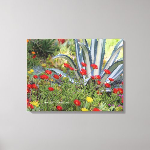 Striped Agave and Ice Plant Canvas Print