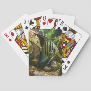 Striped altum angelfish poker cards
