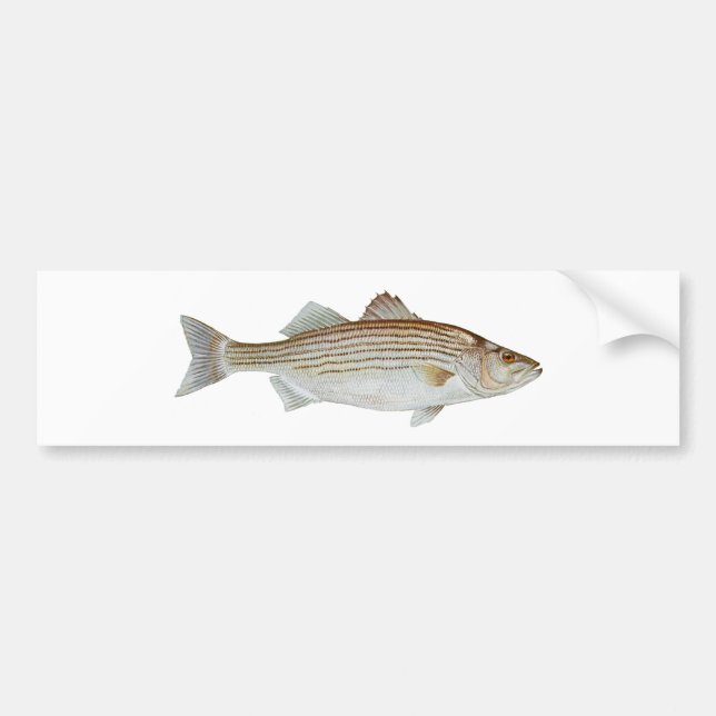 Striped Bass Art Bumper Sticker (Front)