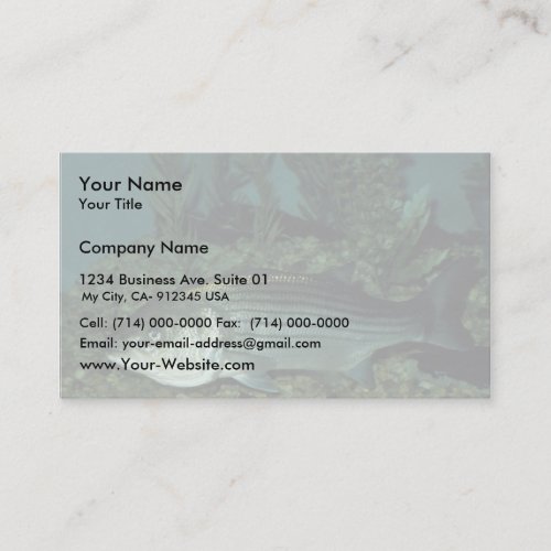 Striped Bass Business Card