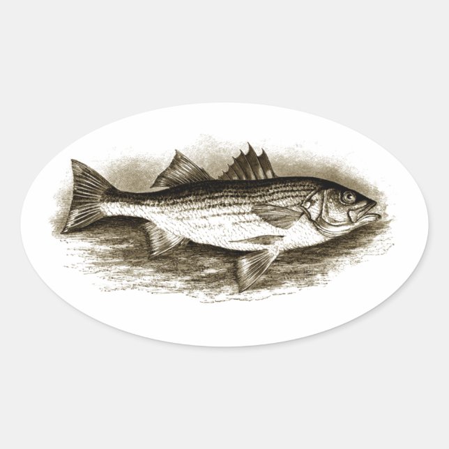Striped Bass Logo (vintage) Oval Sticker (Front)