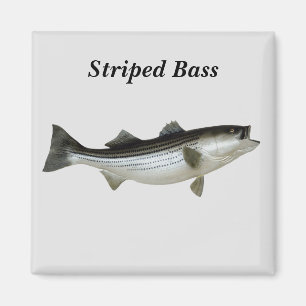 Striped Bass Magnet