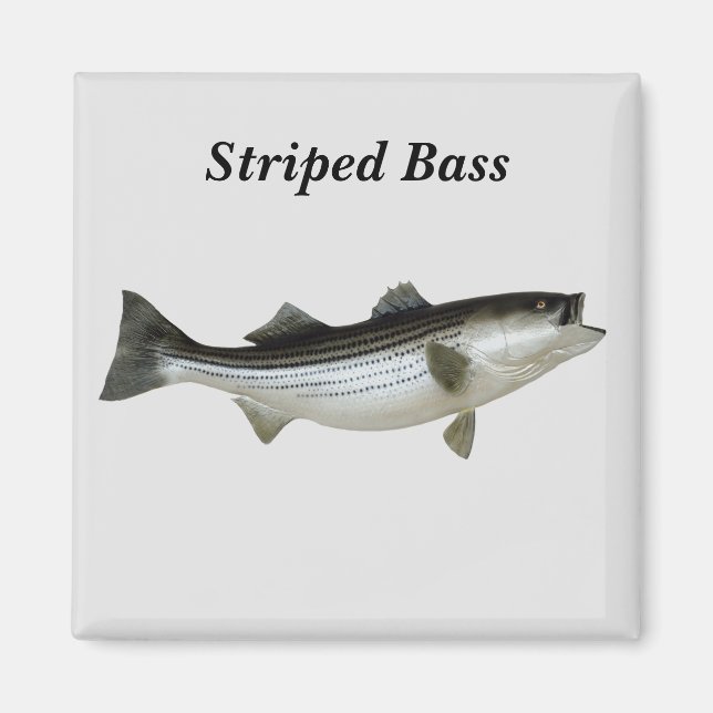 Striped Bass Magnet (Front)