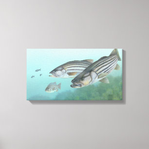 Striped Bass Painting Canvas Print