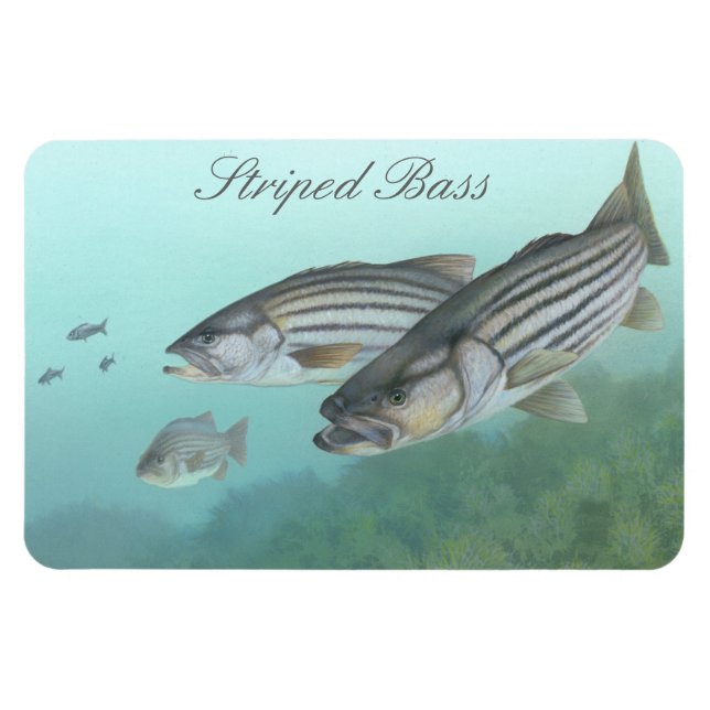 Striped Bass Painting Magnet (Horizontal)
