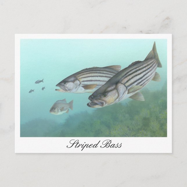 Striped Bass Painting Postcard (Front)