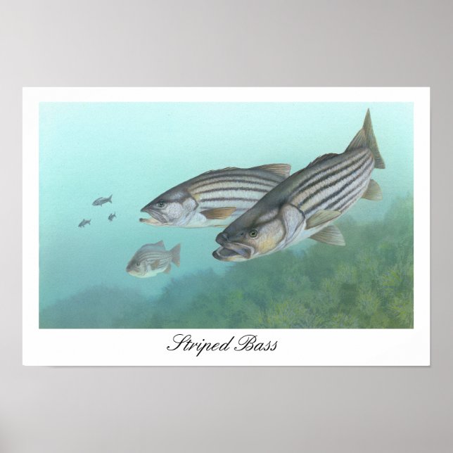 Striped Bass Poster (Front)