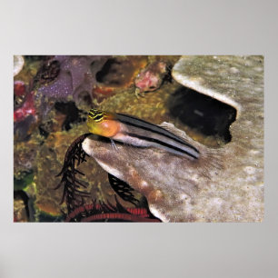 Striped Blenny Poster
