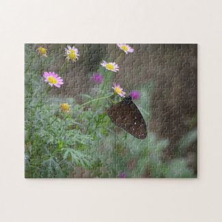 Striped Blue Crow Butterfly on Pink Flower