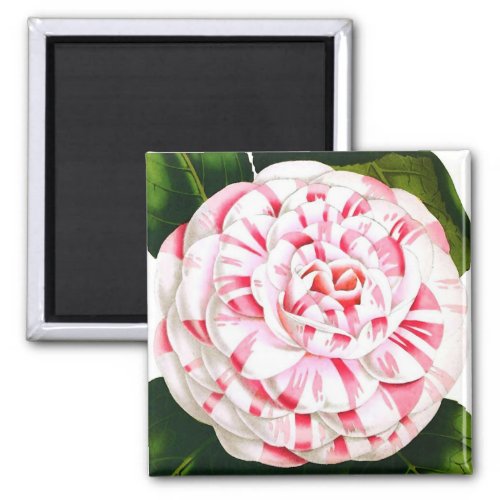 Striped candy cane camellia magnet