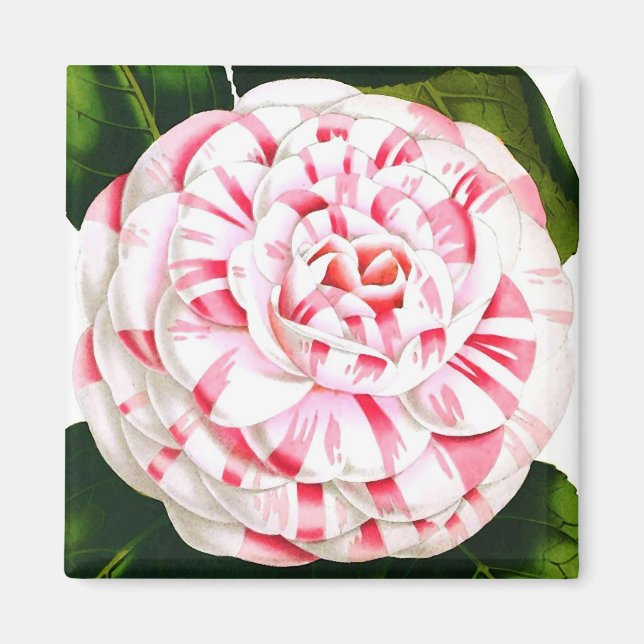 Striped candy cane camellia magnet (Front)