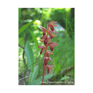 Striped Coralroot Orchid Canvas 16" x 20"