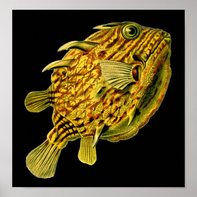 Striped Cowfish Ernst Haeckel Fine Art Poster (Front)