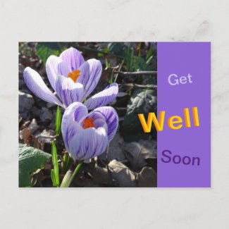 Striped Crocusses Get Well Soon Postcard