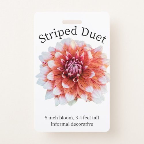 Striped Duet Dahlia ID Badge