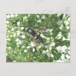 Striped Hornet Postcard