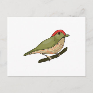 striped manakin bird postcard