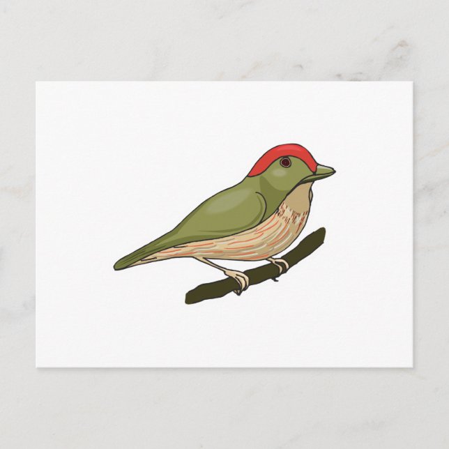striped manakin bird postcard (Front)