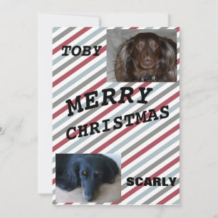 Striped Merry Christmas Pet Duo Blue Gray Holiday Card