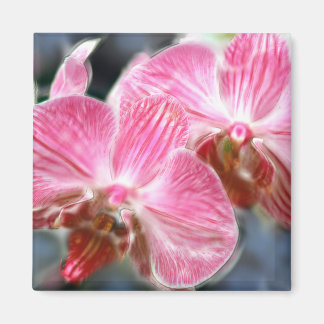 Striped Pink Phalaenopsis Orchids Magnet