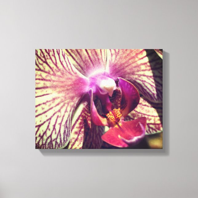 Striped Purple Orchid Flower Close Up  Canvas Print (Front)