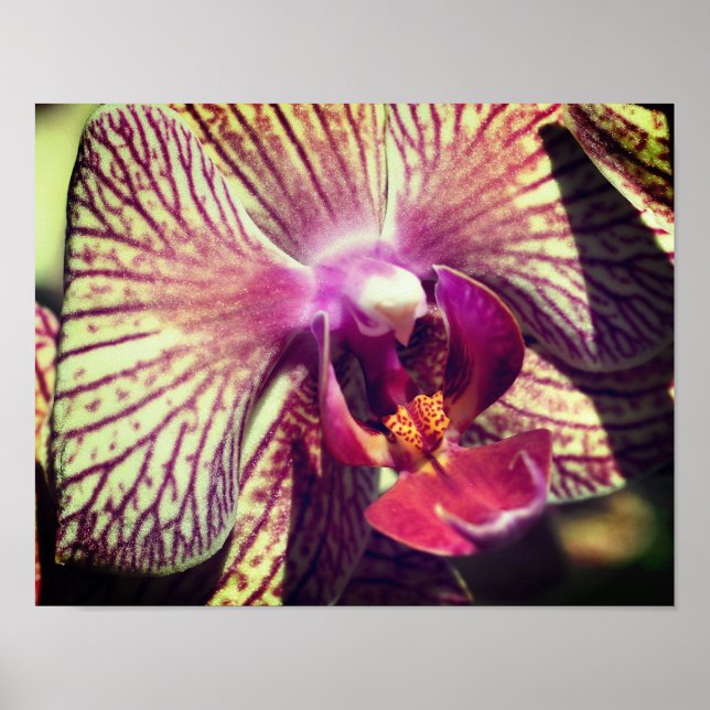 Striped Purple Orchid Flower Close Up  Poster (Front)