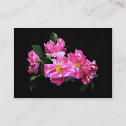 Customizable Striped Rose ATC Business Card Templates