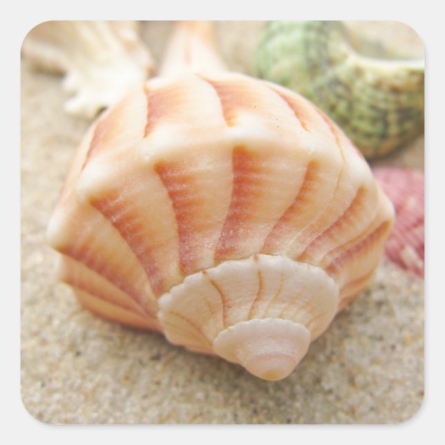 Striped Sea Shell Lightning Whelk Square Sticker (Front)