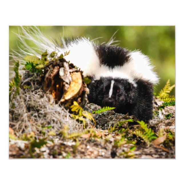 Striped Skunk Fern Log Photo Print (Front)