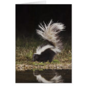 Striped Skunk, Mephitis mephitis (Front)