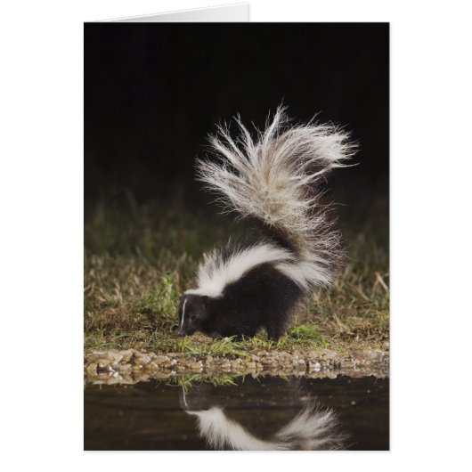 Striped Skunk, Mephitis mephitis Cards (Front)