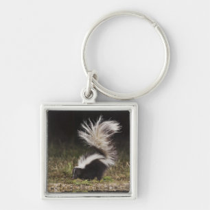 Striped Skunk, Mephitis mephitis Keychain