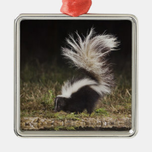 Striped Skunk, Mephitis mephitis Metal Ornament