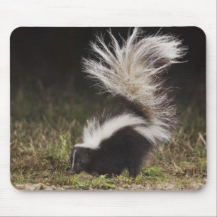Striped Skunk, Mephitis mephitis Mouse Pad
