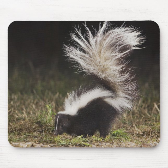 Striped Skunk, Mephitis mephitis Mouse Pad (Front)