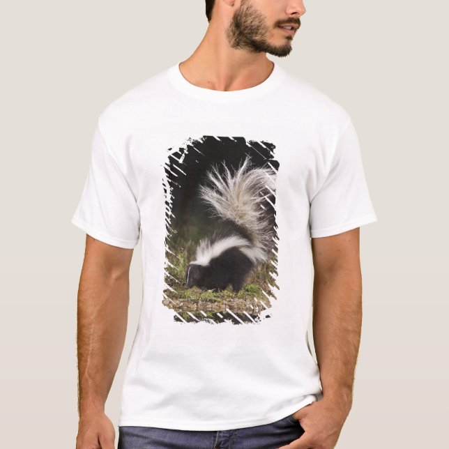 Striped Skunk, Mephitis mephitis T-Shirt (Front)