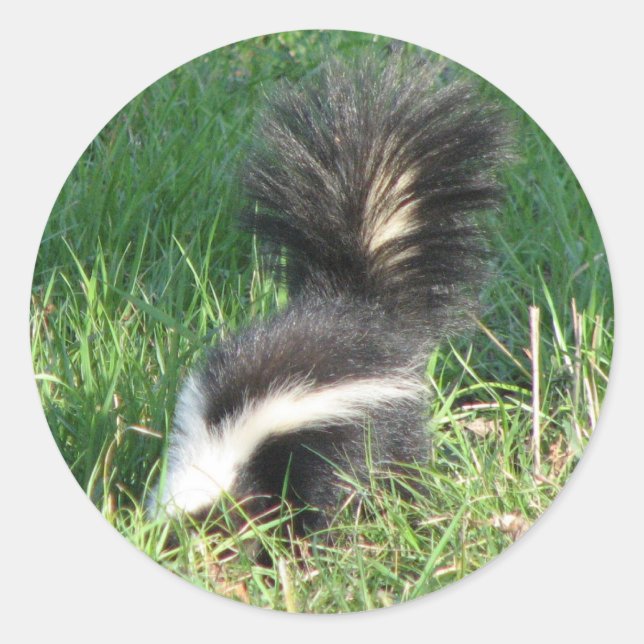 Striped Skunk Sticker (Front)