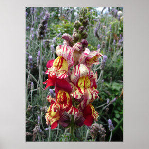 Striped Spotted Snapdragon Floral Flowers Poster