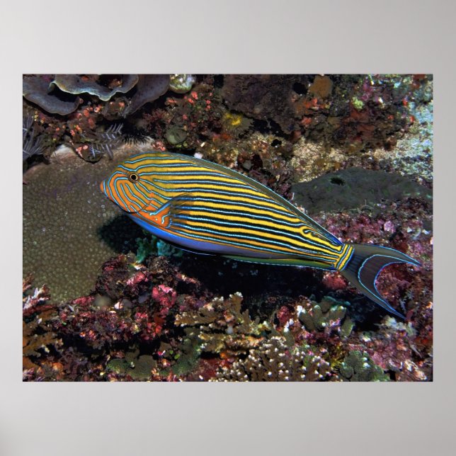 striped Surgeonfish Poster (Front)