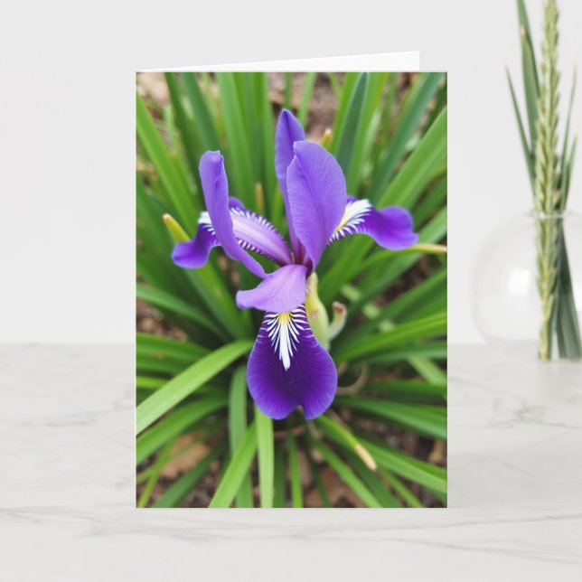 Striped Violet Bloom Close Card (Front)