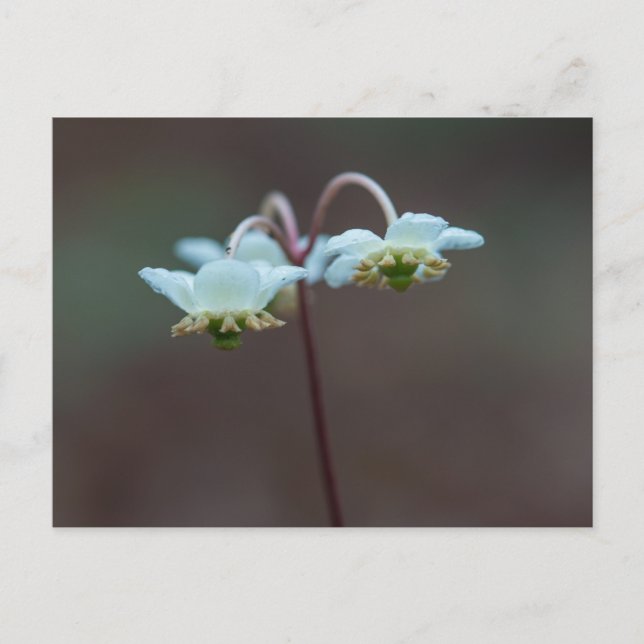 Striped Wintergreen Pipsissewa Wildflower Postcard (Front)