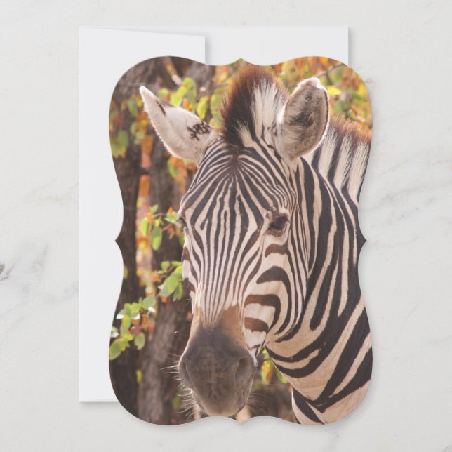 Striped zebra close up in a mopani forest photo (Front)