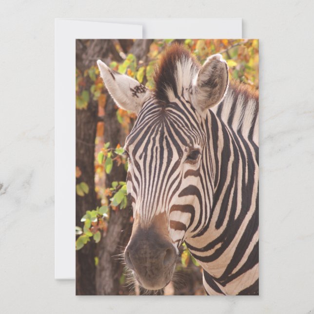 Striped zebra close up in a mopani forest photo thank you card (Front)